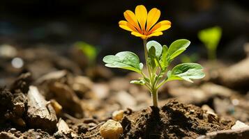 a small orange flower is growing out of the ground generative ai photo