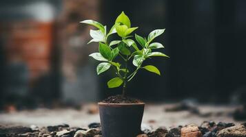 a small plant is growing in a pot on the ground generative ai photo