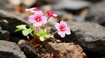 a small pink flower is growing out of some rocks generative ai photo