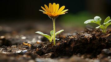 a small yellow flower is growing out of the ground generative ai photo