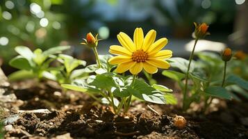 a yellow flower is growing in the dirt generative ai photo