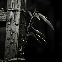 negro y blanco fotografía de un planta con agua gotas en eso generativo ai foto