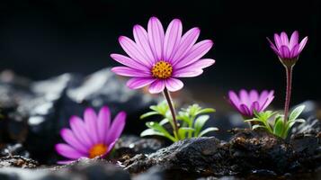 purple flowers growing out of rocks on a black background generative ai photo