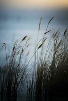 the grass is blowing in the wind generative ai photo