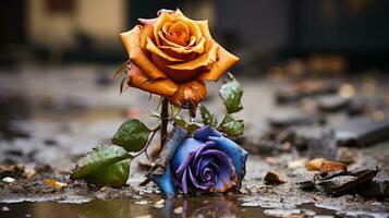 dos vistoso rosas sentado en un charco de agua generativo ai foto