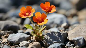 two orange flowers growing out of a rocky ground generative ai photo