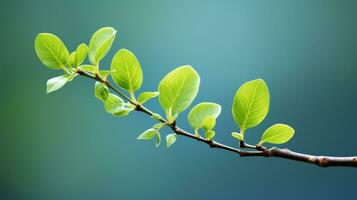 a branch with green leaves on it against a blue background generative ai photo