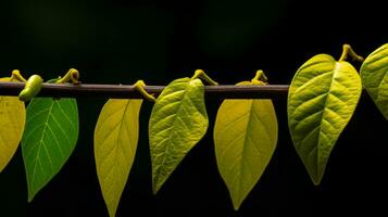 un rama con varios verde y amarillo hojas en eso generativo ai foto