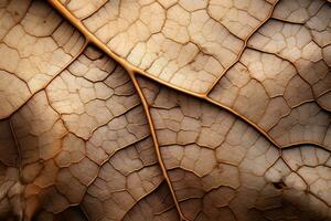 a close up of a brown leaf generative ai photo