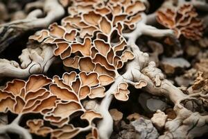 a close up of a bunch of brown and orange mushrooms generative ai photo