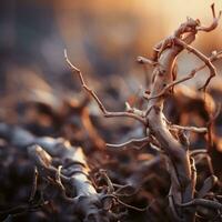 a close up of a dead tree branch with a sunset in the background generative ai photo