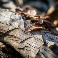 a close up of a fallen tree trunk with leaves on it generative ai photo