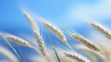 a close up of a field of wheat with a blue sky in the background generative ai photo