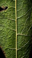 a close up of a leaf with a hole in it generative ai photo