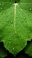 a close up of a leaf with water droplets on it generative ai photo