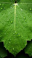 a close up of a leaf with water droplets on it generative ai photo