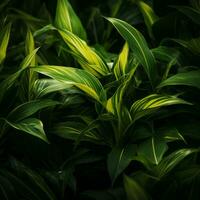 a close up of a plant with green and yellow leaves generative ai photo
