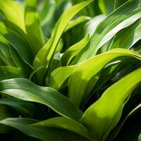 a close up of a plant with green leaves generative ai photo