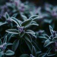 un cerca arriba de un planta con púrpura hojas generativo ai foto