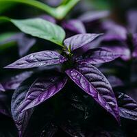 a close up of a plant with purple leaves generative ai photo