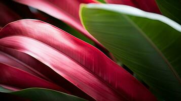 un cerca arriba de un planta con rojo y verde hojas generativo ai foto