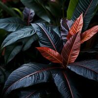 un cerca arriba de un planta con rojo y negro hojas generativo ai foto