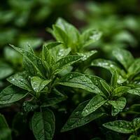 a close up of a plant with water droplets on it generative ai photo