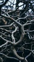 a close up of a tree branch with no leaves generative ai photo