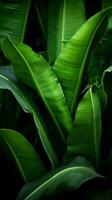 a close up of green banana leaves on a dark background generative ai photo