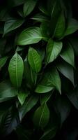 a close up of green leaves on a black background generative ai photo