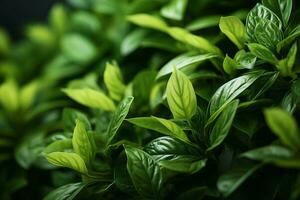 a close up of green leaves on a black background generative ai photo
