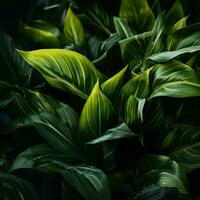 a close up of green leaves on a dark background generative ai photo