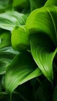 a close up of green leaves on a plant generative ai photo