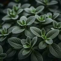 a close up of green leaves on a plant generative ai photo