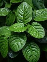 a close up of green leaves with water droplets on them generative ai photo
