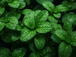 a close up of green leaves with water droplets on them generative ai photo