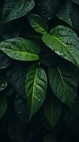 a close up of green leaves with water droplets generative ai photo