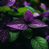 a close up of purple leaves with water droplets generative ai photo