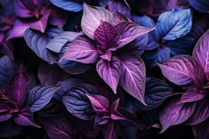 a close up of purple and blue leaves on a plant generative ai photo