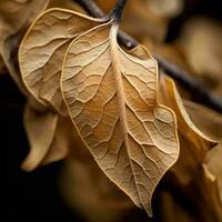 a close up of some brown leaves on a tree generative ai photo