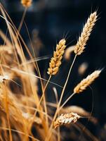 a close up of some wheat on a black background generative ai photo