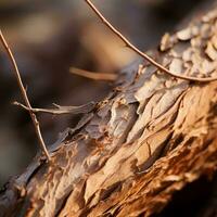 a close up of the bark of a tree generative ai photo