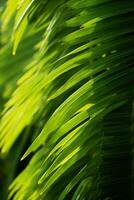a close up of the leaves of a palm tree generative ai photo