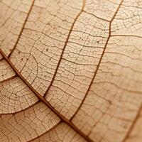 a close up view of a brown leaf generative ai photo