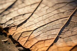 a close up view of a dried leaf on the ground generative ai photo