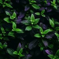 un cerca arriba ver de verde y púrpura hojas en un planta generativo ai foto