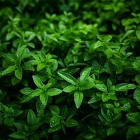 a close up view of green leaves on a plant generative ai photo