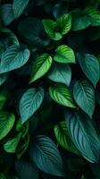 a close up view of green leaves on a dark background generative ai photo