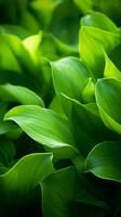 a close up view of green leaves on a plant generative ai photo