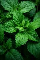 a close up view of some green leaves with water droplets on them generative ai photo